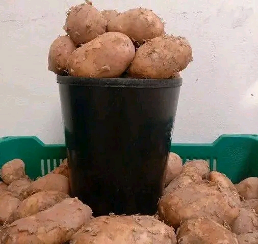 Balde de batata rena