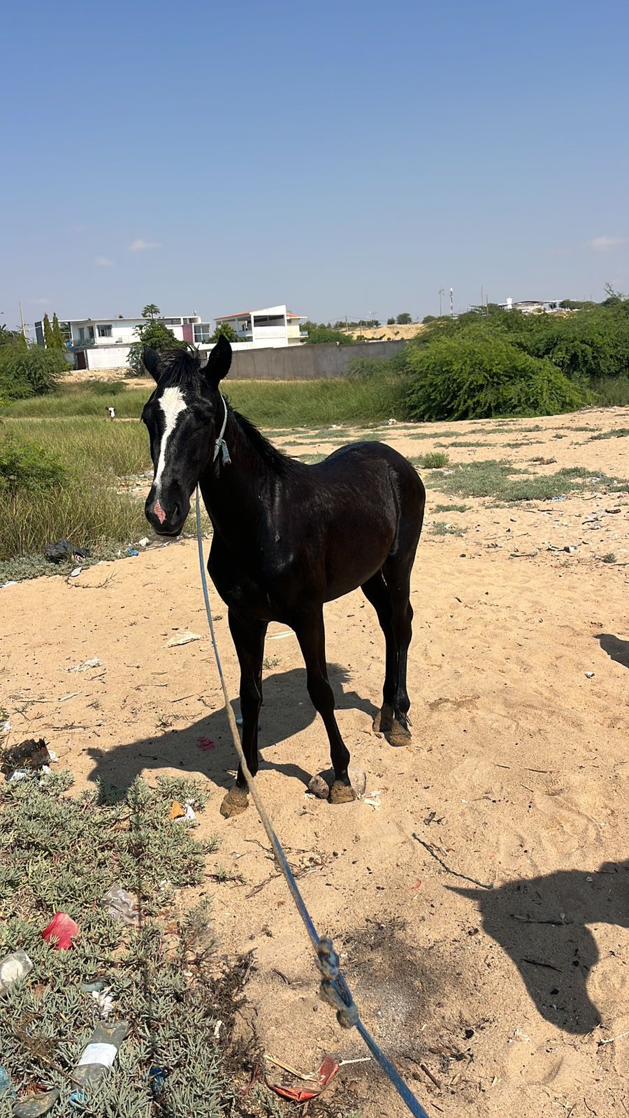Cavalo 🐎