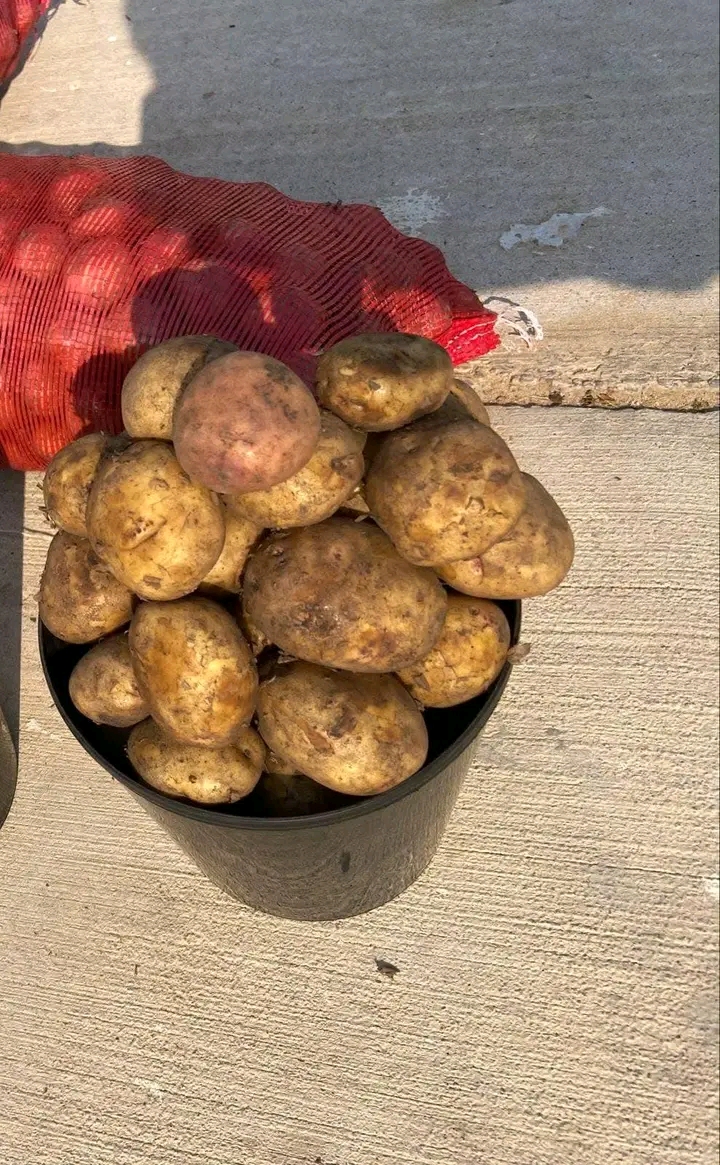 Balde de batata rena