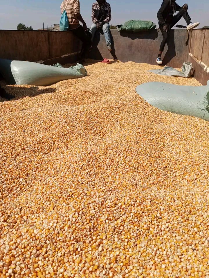 Milho 🌽
