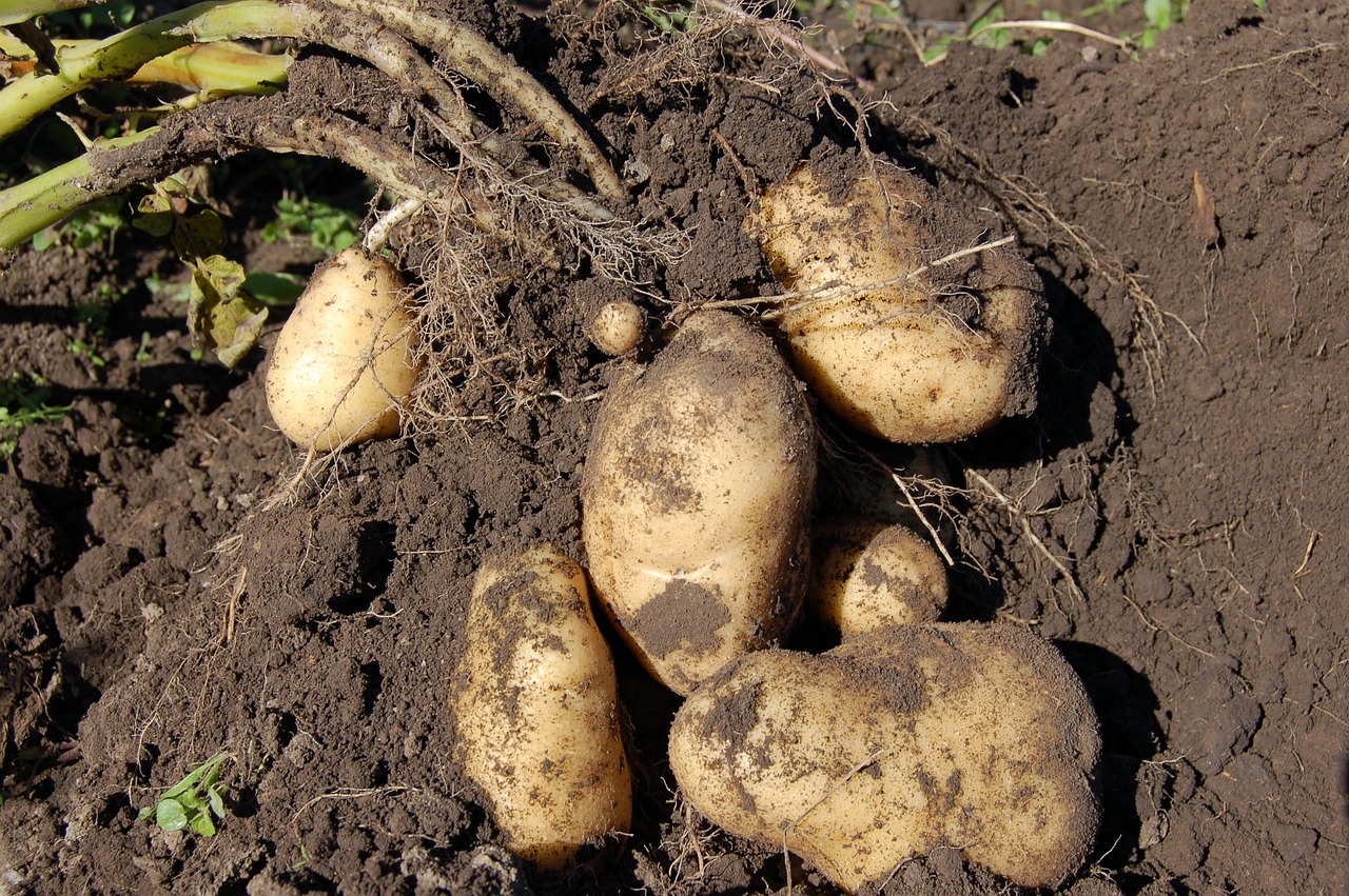 Balde de batata rena